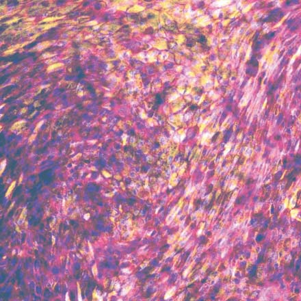 ADME cells