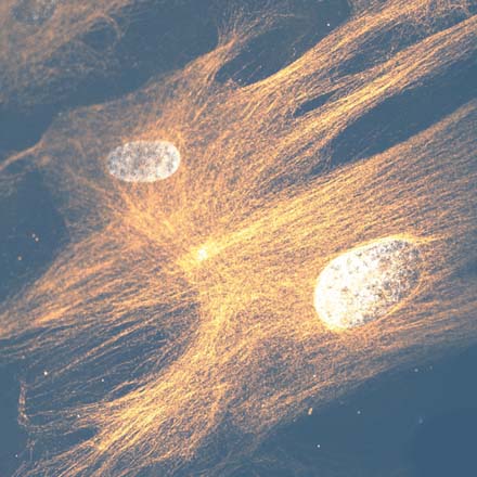 Safety toxicology cells