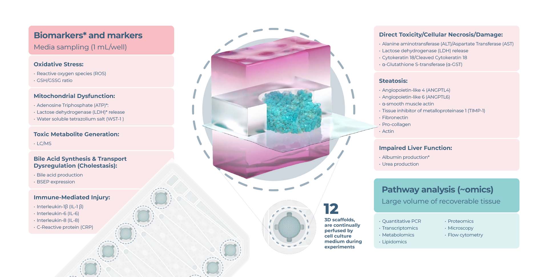 cnb1316 end point dili kit graphic v1 | mechanism of toxicity